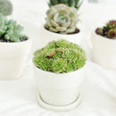 Succulents for Sale, Types of Succulents, Succulents Shop in California, Succulents and Cactus Plants, Cactus Box, Subscription Box with Care Instruction, Succulent Subscription Box