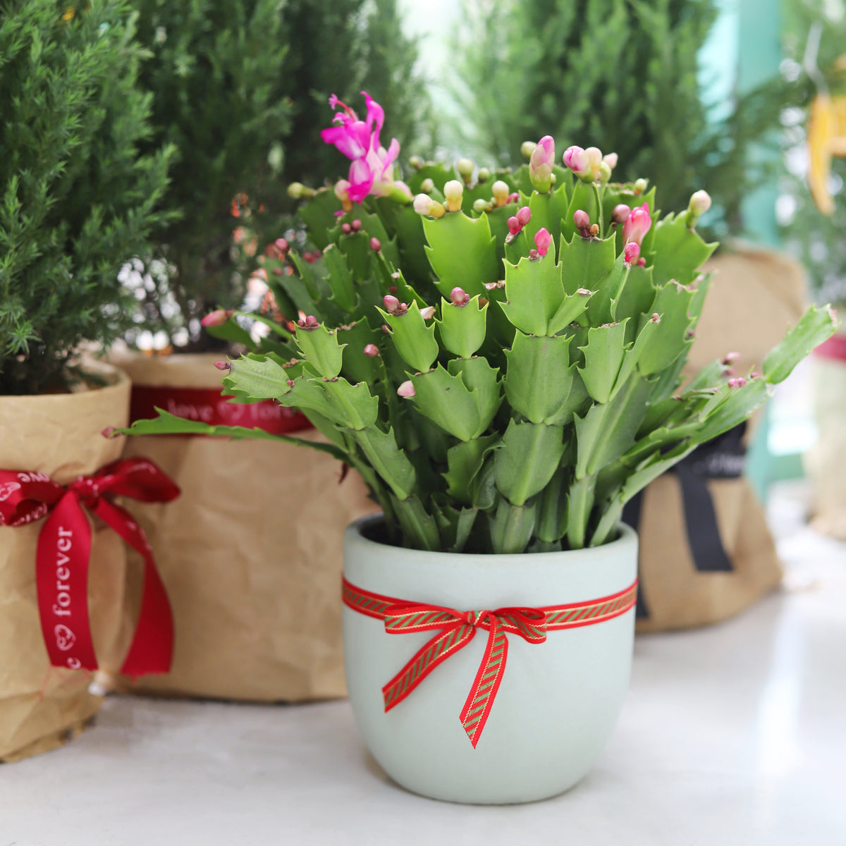 christmas cactus for sale, christmas cactus where to buy, buy 2 inch/ 4 inch/ 6 inch christmas cactus online, christmas cactus blooming for sale in California USA, Schlumbergera, Holiday Cactus, Thanksgiving Cactus, Easter Cactus, Live Christmas Cactus, Christmas Cactus Plant, Christmas Cactus Flowers, Buy Christmas Cactus Online, Christmas Cactus Gift, Christmas Cactus Decor, Christmas Cactus Care