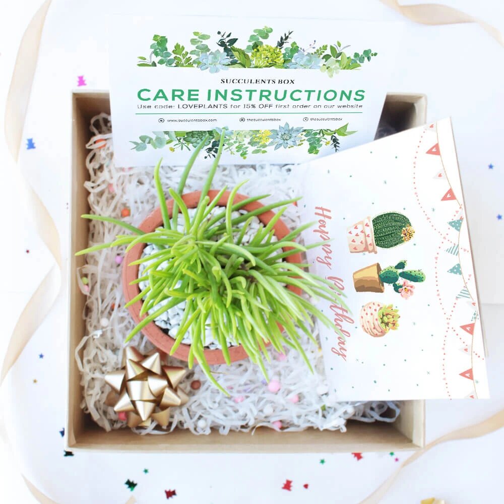 Succulents Gift Box with care instruction, succulents for gift decor ideas, Succulents corporate gift box for sale