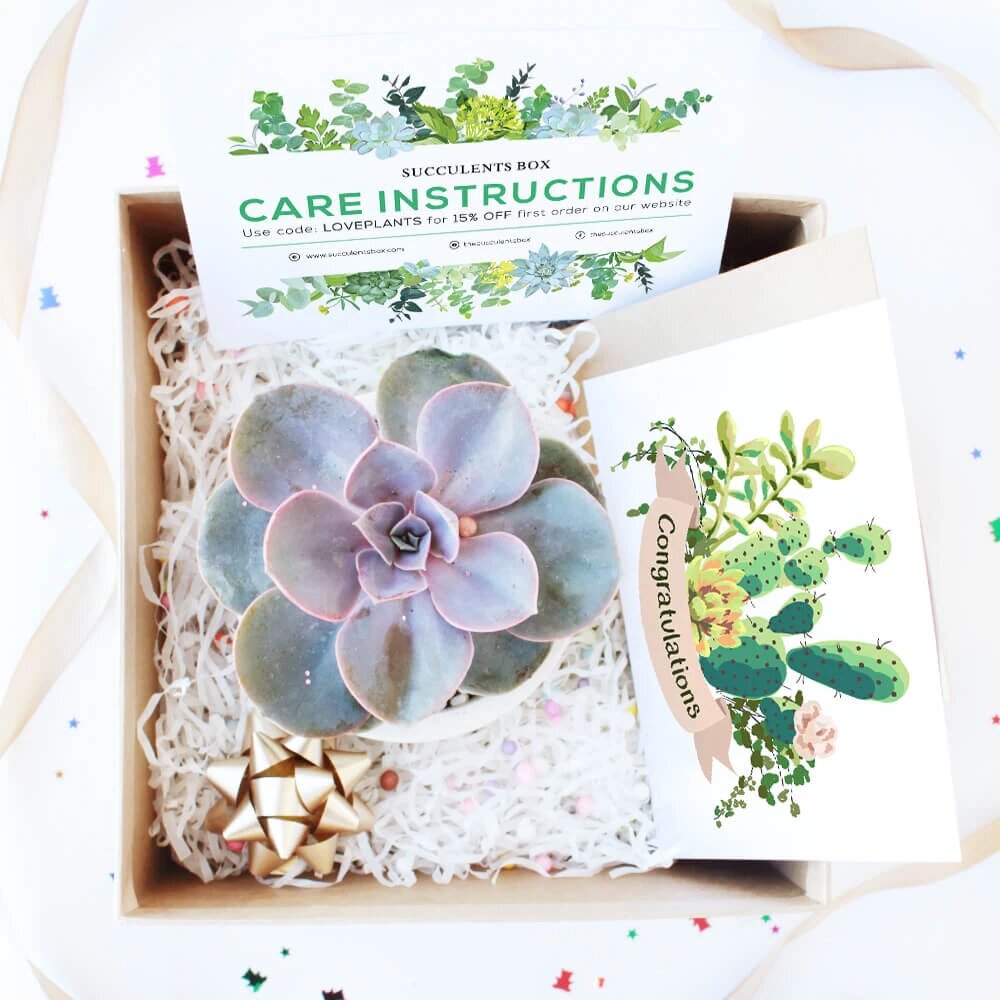 Succulents Gift Box with care instruction, succulents for gift decor ideas, Succulents corporate gift box for sale