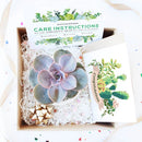 Succulents Gift Box with care instruction, succulents for gift decor ideas, Succulents corporate gift box for sale