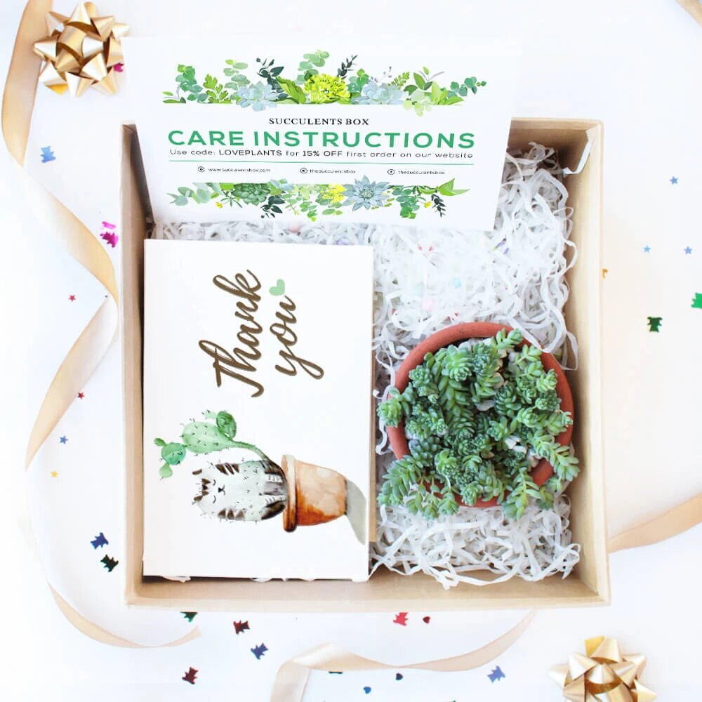 Succulents Gift Box with care instruction, succulents for gift decor ideas, Succulents corporate gift box for sale