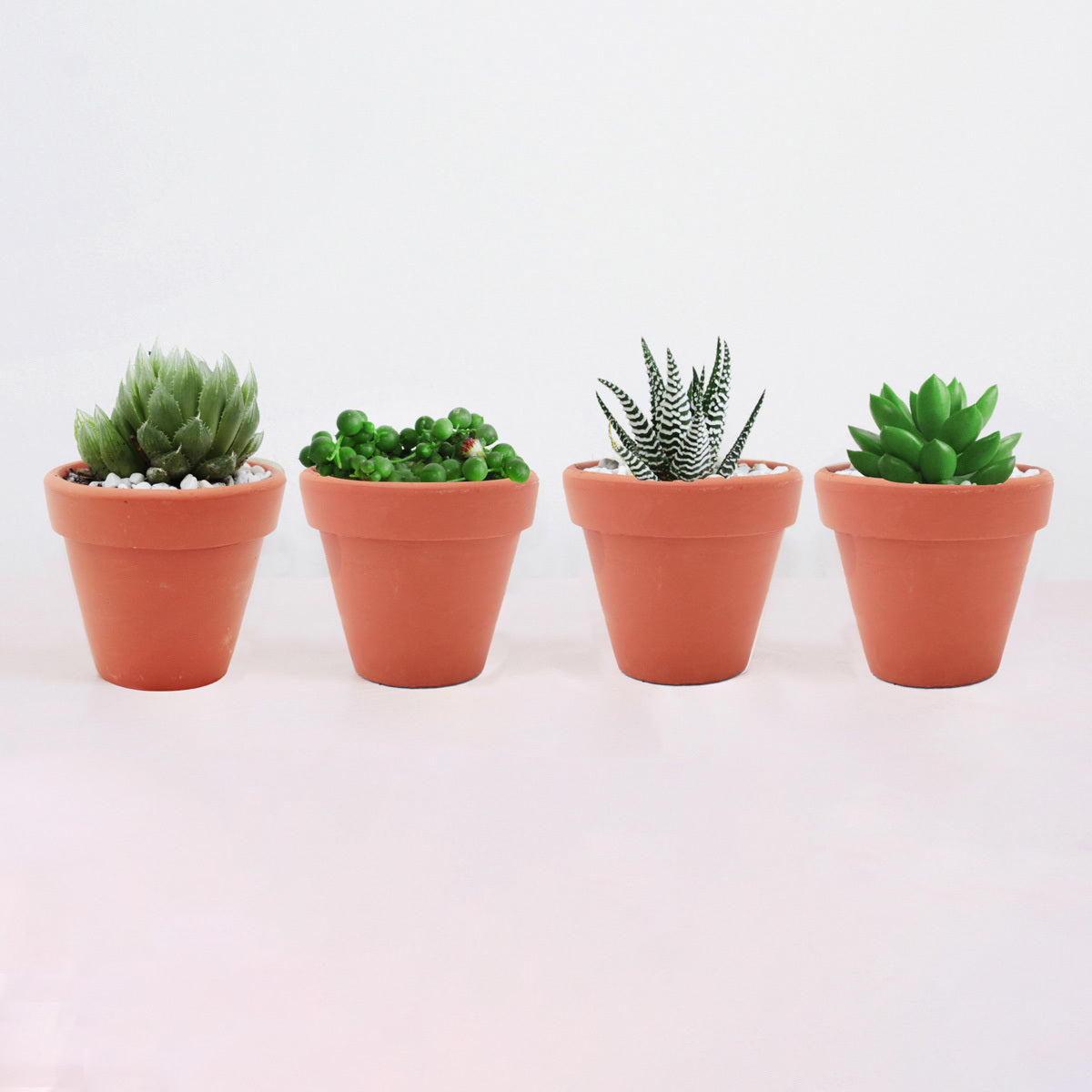 Succulents for Sale, Types of Succulents, Succulents Shop in California, Succulents and Cactus Plants, Cactus Box, Subscription Box with Care Instruction, Succulent Subscription Box