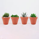 Succulents for Sale, Types of Succulents, Succulents Shop in California, Succulents and Cactus Plants, Cactus Box, Subscription Box with Care Instruction, Succulent Subscription Box