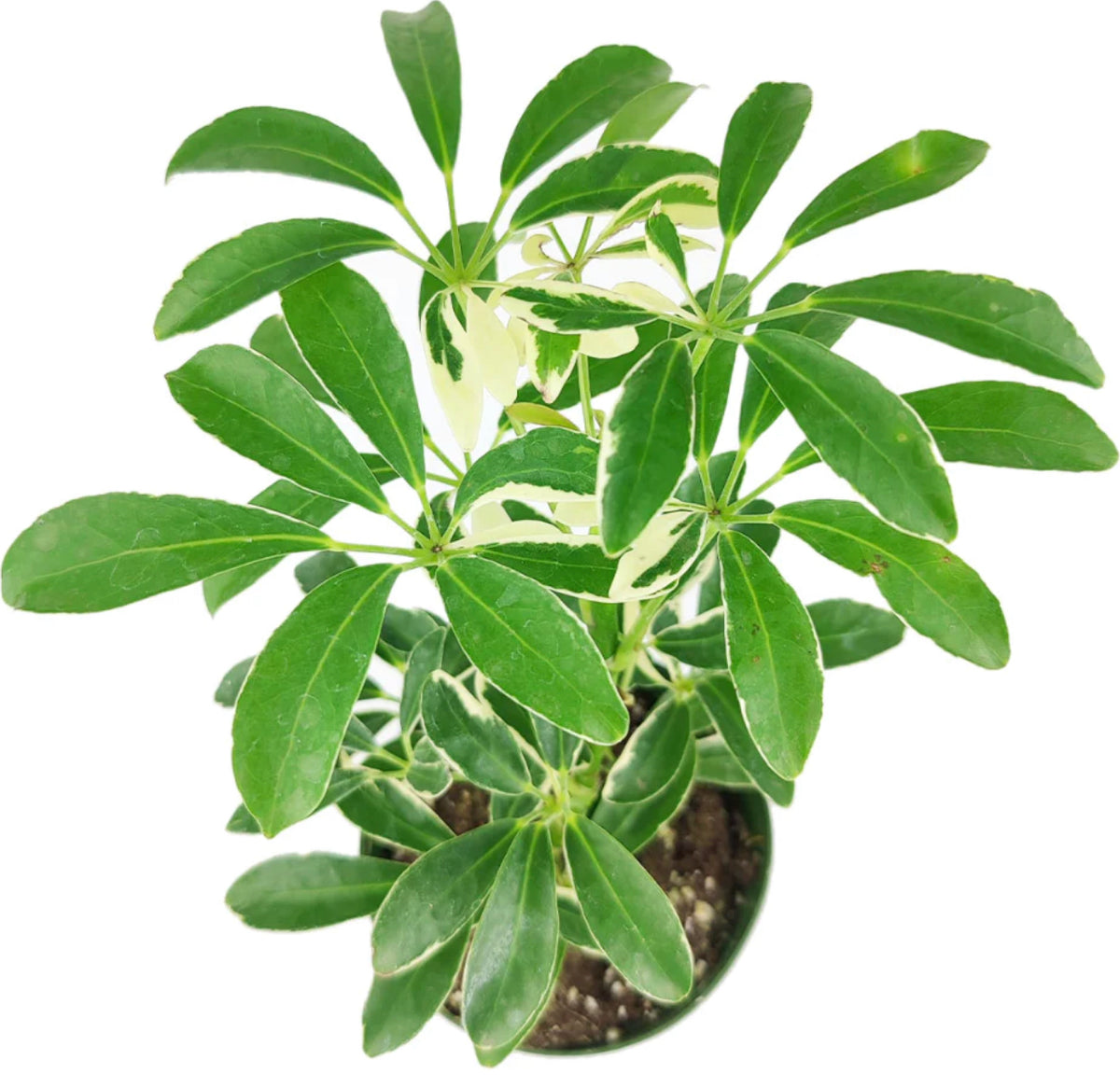 Schefflera Arboricola Variegated,Schefflera Arboricola Variegated plant, Schefflera Arboricola Variegated care, Dwarf Schefflera, Schefflera Arboricola care, Schefflera Arboricola Variegated for sale