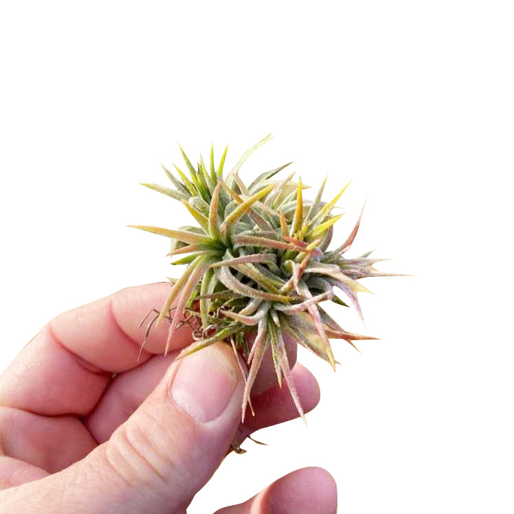 Tillandsia Ionantha Air Plant Clump for sale, Tips for Caring Ionantha Air Plant, Air plant gift decor ideas, How to care for air plants indoor