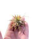 Tillandsia Ionantha Air Plant Clump for sale, Tips for Caring Ionantha Air Plant, Air plant gift decor ideas, How to care for air plants indoor