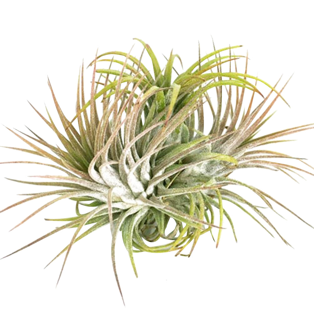 ionantha scaposa air plant Tillandsia Ionantha Air Plant Clump | Tips for Caring Ionantha Air Plant