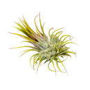 Ionantha Guatemala, how to propagate anthurium, tillandsia ionantha guatemala, ionantha guatemala air plants, ionantha guatemala care