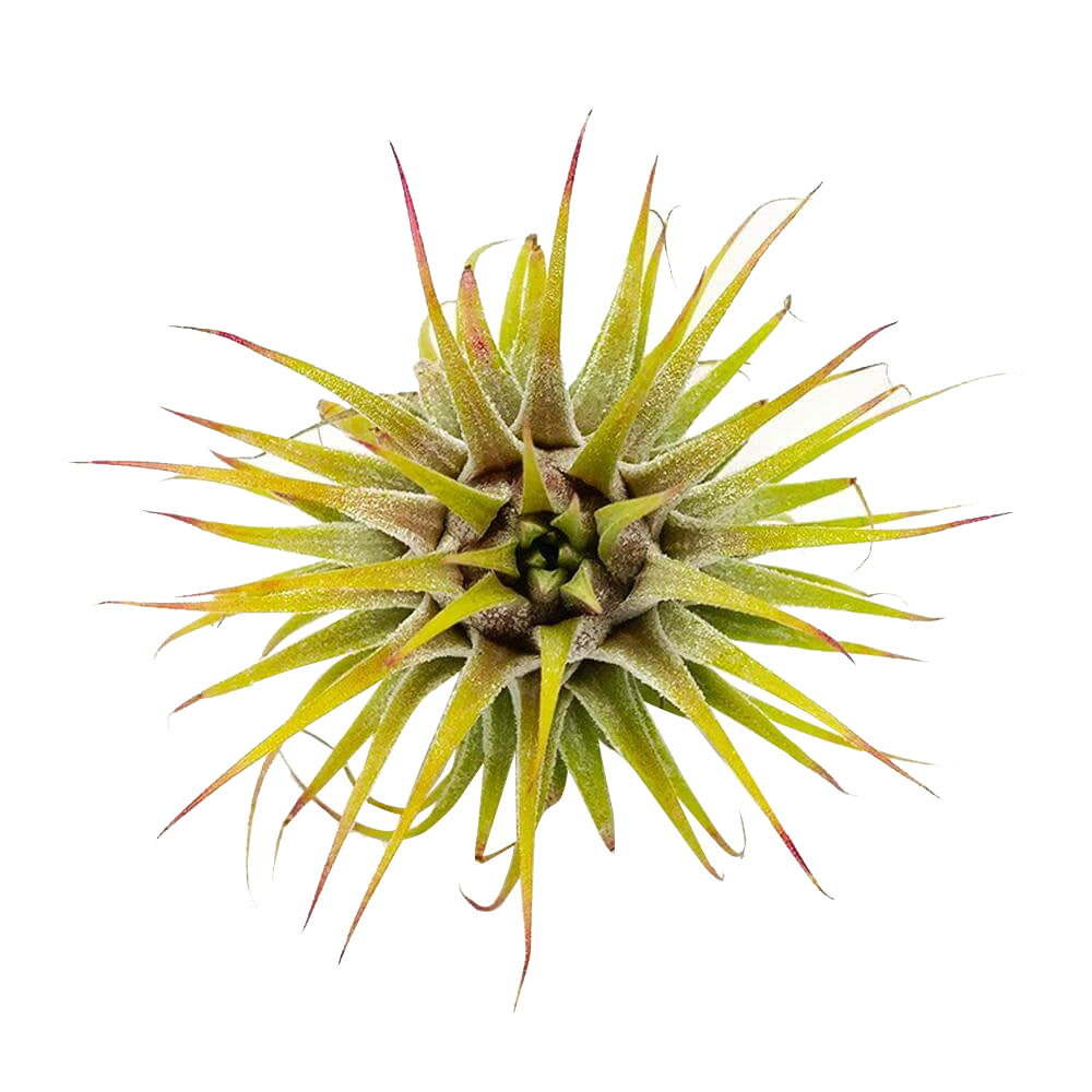 Ionantha Guatemala, how to propagate anthurium, tillandsia ionantha guatemala, ionantha guatemala air plants, ionantha guatemala care