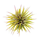 Ionantha Guatemala, how to propagate anthurium, tillandsia ionantha guatemala, ionantha guatemala air plants, ionantha guatemala care