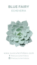 Echeveria Succulent ID Cards