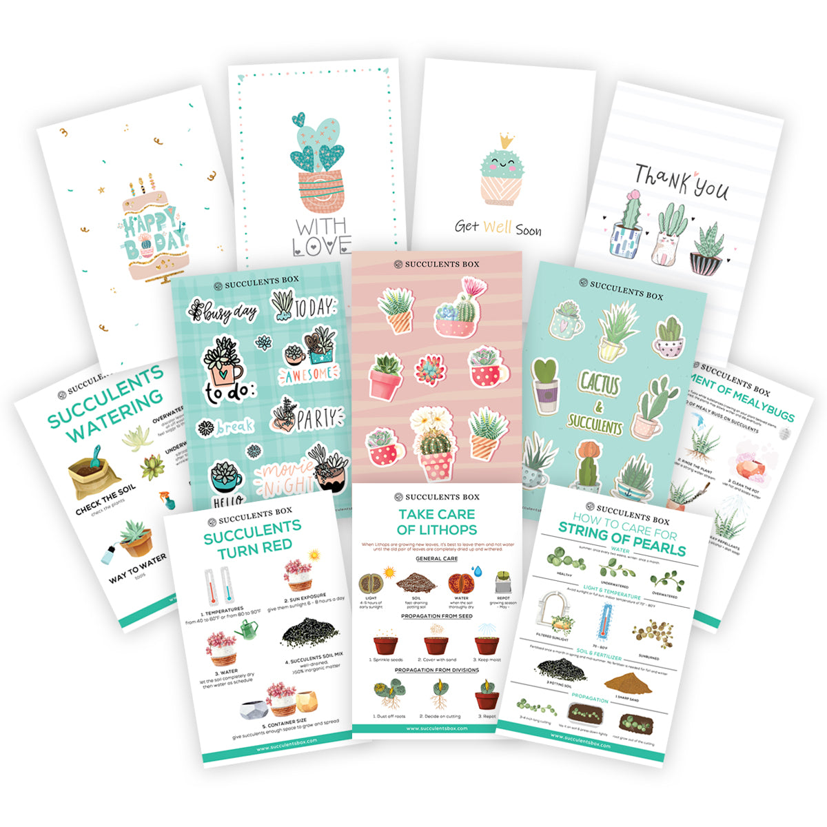 Succulent Mystery Box