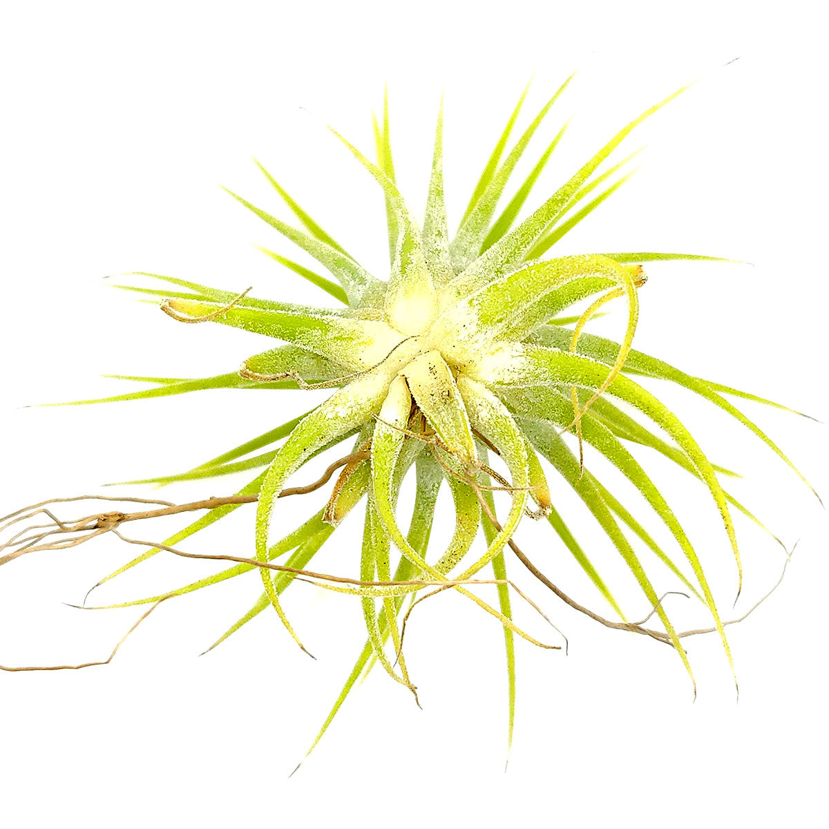 Tillandsia Ionantha Druid air plant for sale, unique gift decor ideas, air plant subscription delivery monthly, Tillandsia Ionantha Druid with air plant care guide, Ionantha Albino air plant