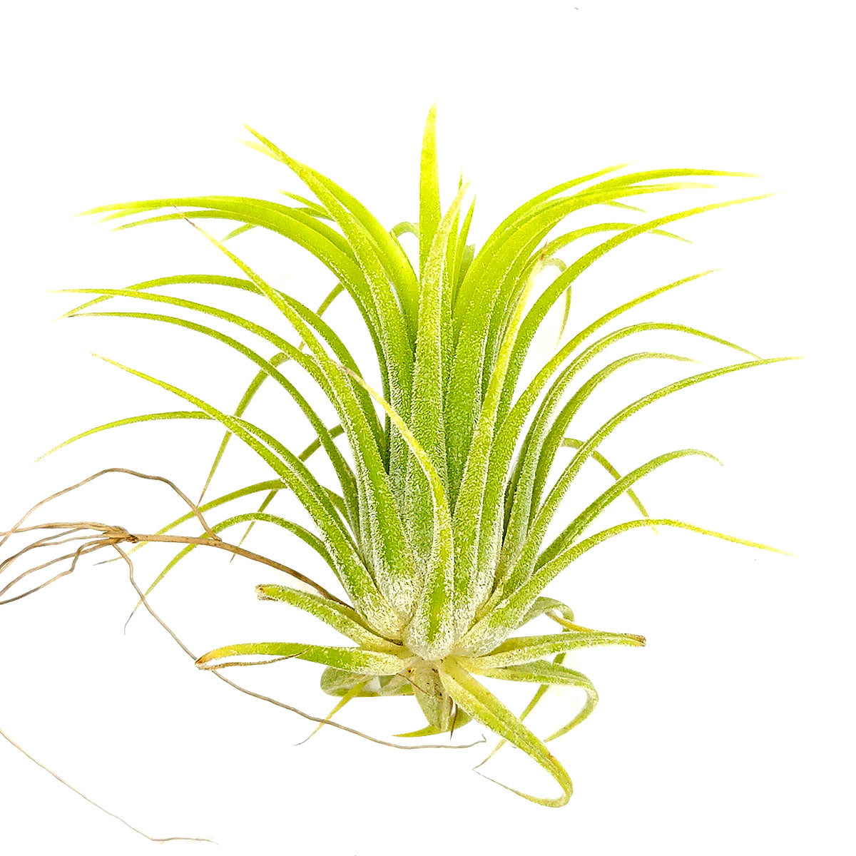 Tillandsia Ionantha Druid air plant for sale, unique gift decor ideas, air plant subscription delivery monthly, Tillandsia Ionantha Druid with air plant care guide, Ionantha Albino air plant