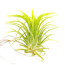 Tillandsia Ionantha Druid air plant for sale, unique gift decor ideas, air plant subscription delivery monthly, Tillandsia Ionantha Druid with air plant care guide, Ionantha Albino air plant