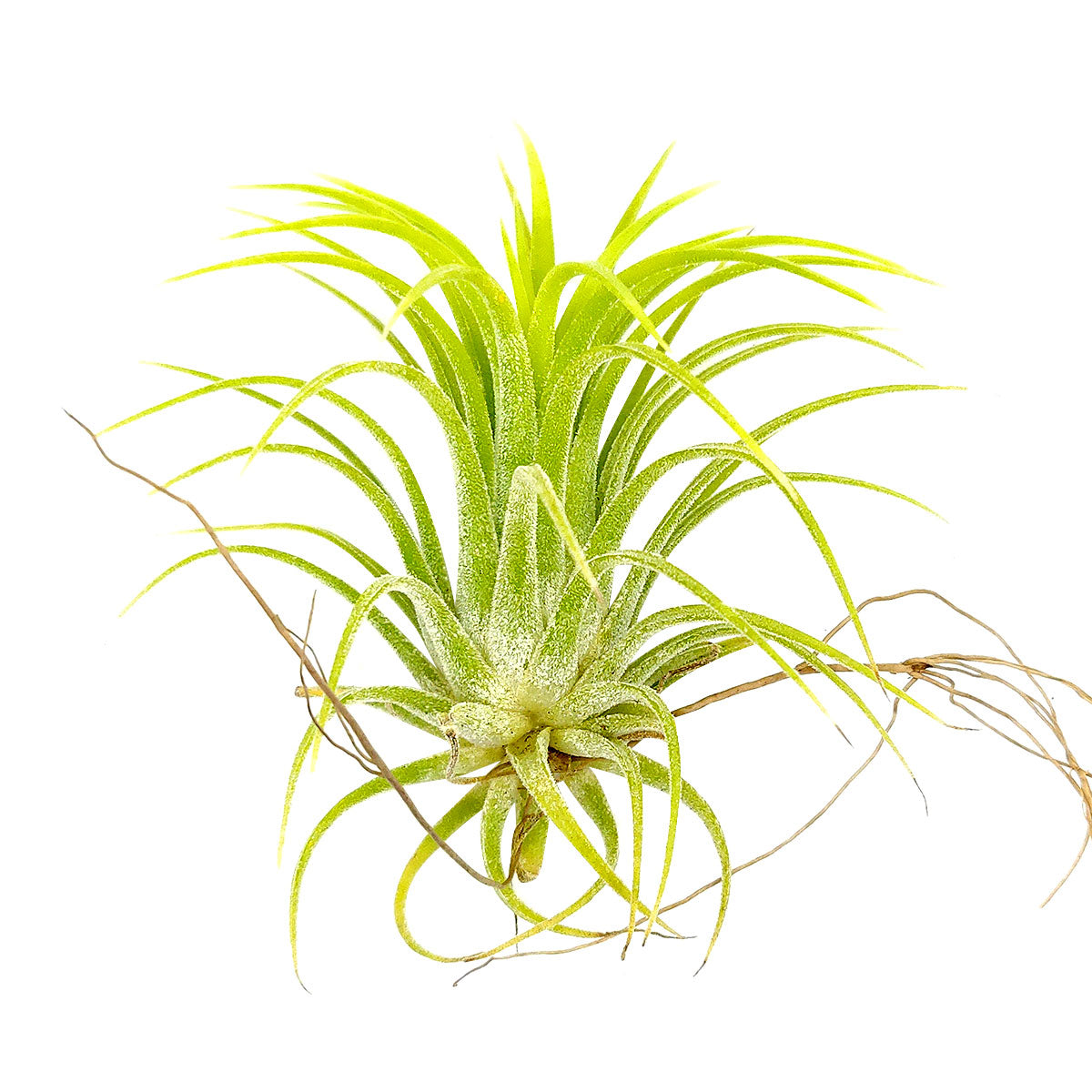 Tillandsia Ionantha Druid air plant for sale, unique gift decor ideas, air plant subscription delivery monthly, Tillandsia Ionantha Druid with air plant care guide, Ionantha Albino air plant