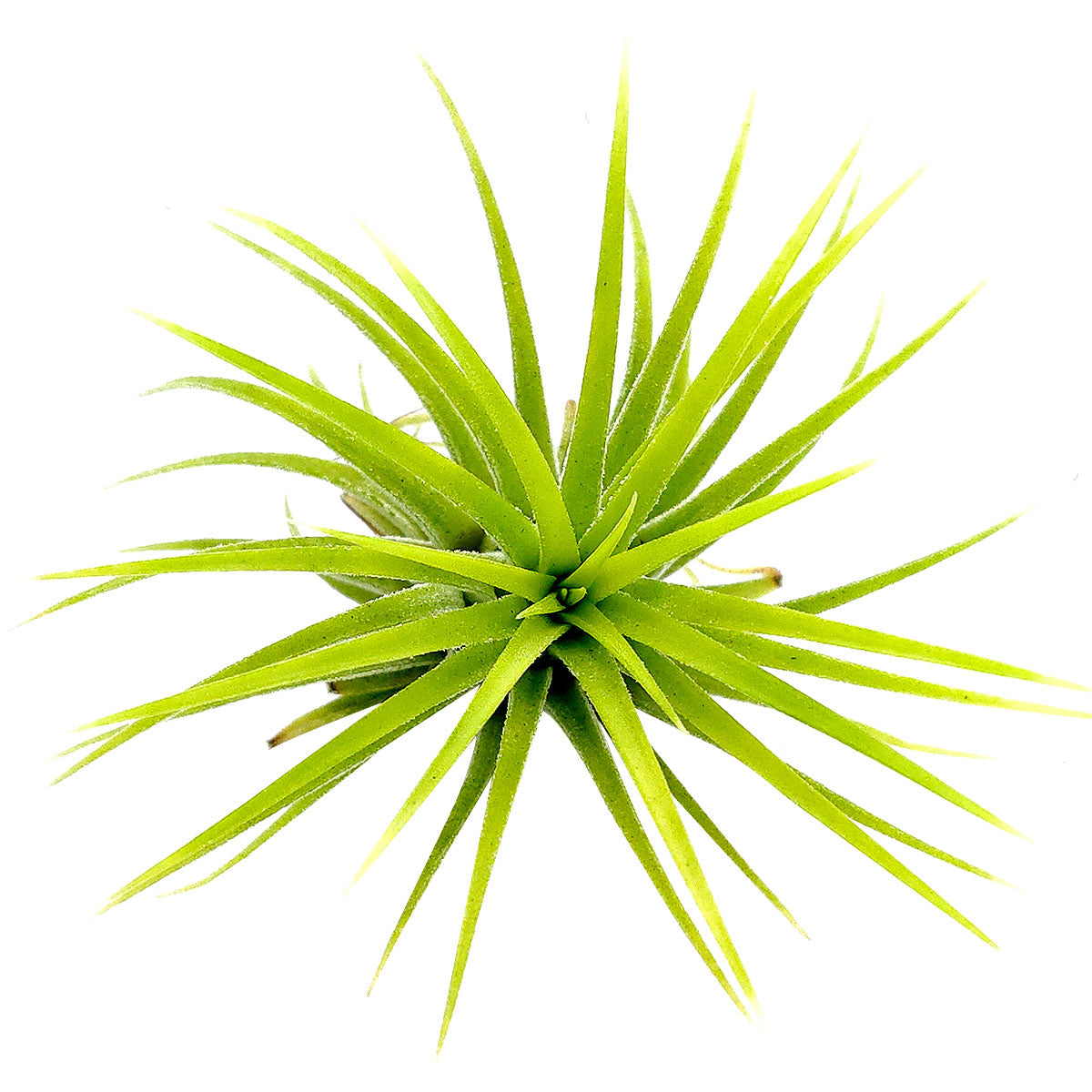 Tillandsia Ionantha Druid air plant for sale, unique gift decor ideas, air plant subscription delivery monthly, Tillandsia Ionantha Druid with air plant care guide, Ionantha Albino air plant