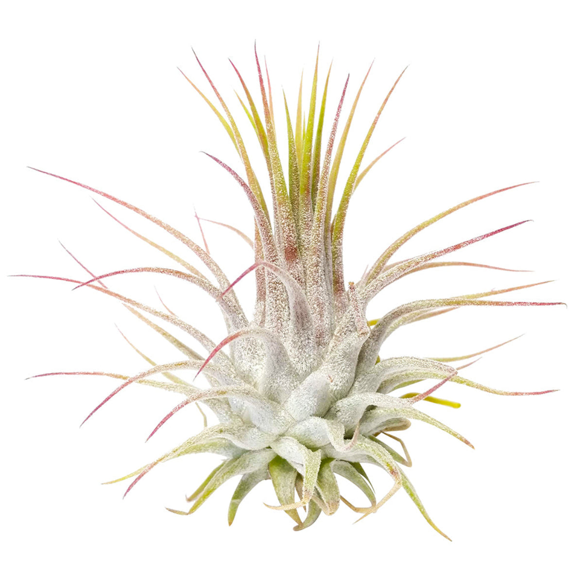 tillandsia ionantha guatemala air plants Ionantha Guatemala
