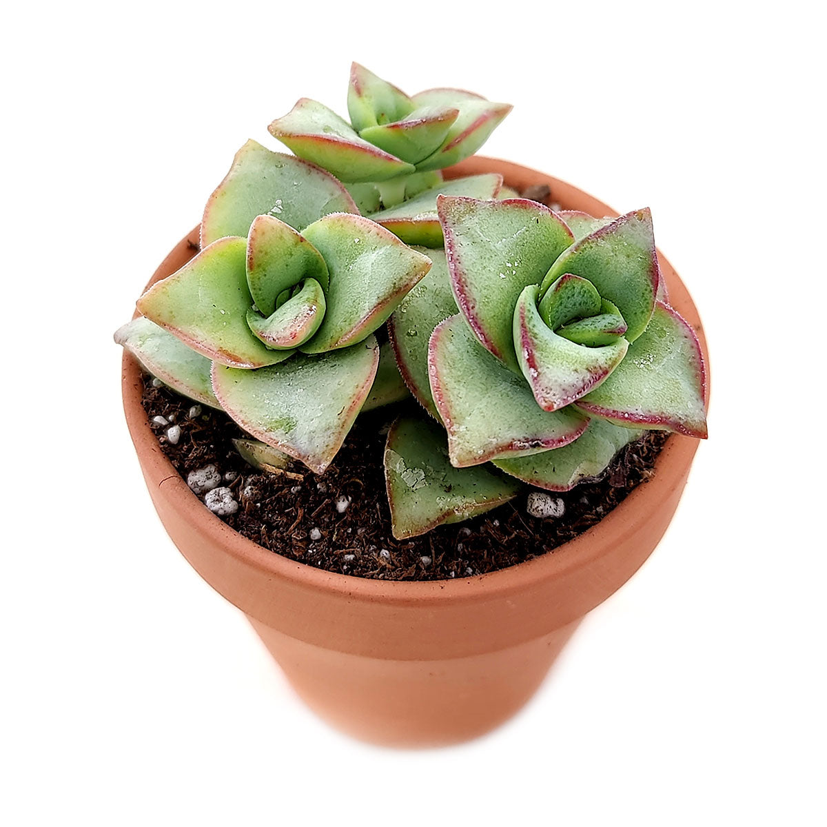 tube succulent plant Crassula Ivory Towers Crassula Conjuncta Succulent For Sale 2 inch / Clay Pot by Succulents Box