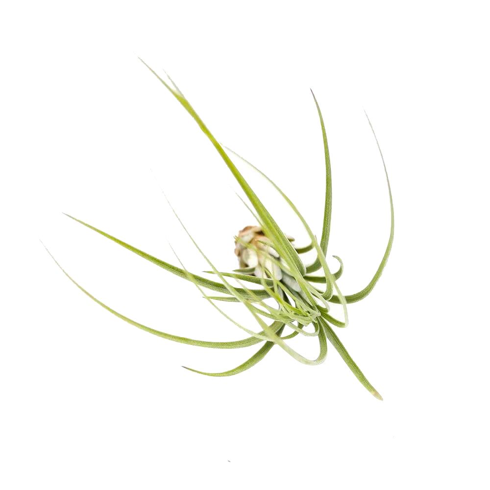 juncea air plant care Tillandsia Juncea Air Plant & Care Instruction | Air Plants Gift Decor Ideas