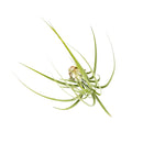 Tillandsia Juncea air plant for sale, How to plant Tillandsia Juncea air plant, How to care for Tillandsia Juncea air plant, Air plants subscription box monthly, Air plants gift ideas, live air plants for sale