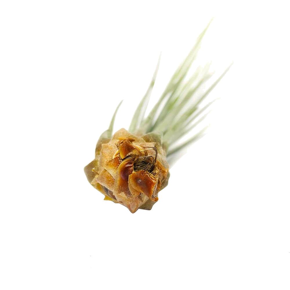 juncea air plant care Tillandsia Juncea Air Plant & Care Instruction | Air Plants Gift Decor Ideas