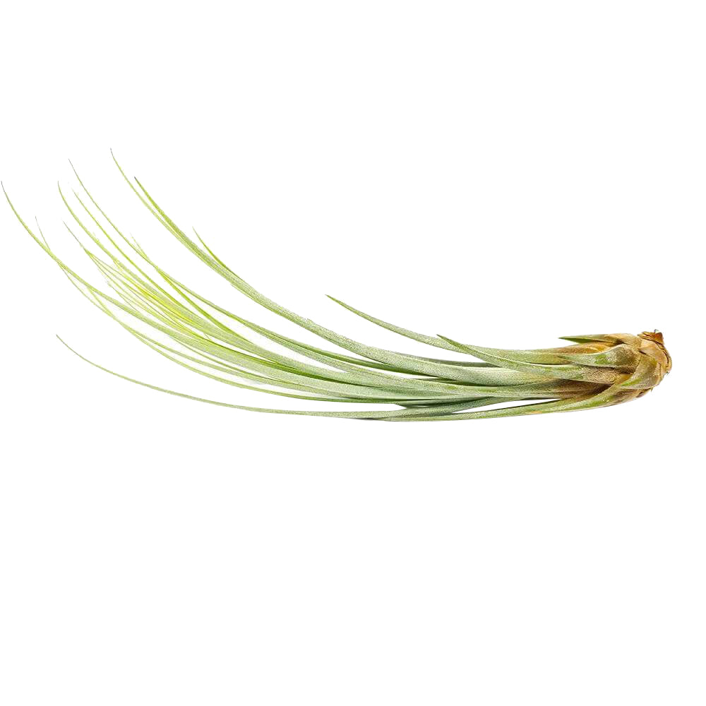 juncea air plant care Tillandsia Juncea Air Plant & Care Instruction | Air Plants Gift Decor Ideas
