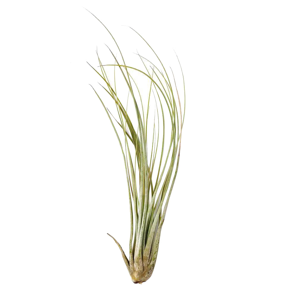 Tillandsia Juncea air plant for sale, How to plant Tillandsia Juncea air plant, How to care for Tillandsia Juncea air plant, Air plants subscription box monthly, Air plants gift ideas, live air plants for sale