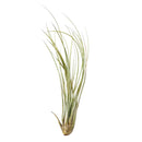Tillandsia Juncea air plant for sale, How to plant Tillandsia Juncea air plant, How to care for Tillandsia Juncea air plant, Air plants subscription box monthly, Air plants gift ideas, live air plants for sale