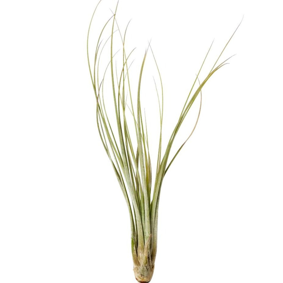 Tillandsia Juncea air plant for sale, How to plant Tillandsia Juncea air plant, How to care for Tillandsia Juncea air plant, Air plants subscription box monthly, Air plants gift ideas, live air plants for sale