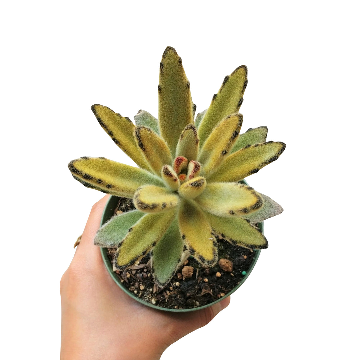 Kalanchoe Tomentosa for sale, indoor succulents, succulents garden, how to grow succulents, succulent care guide, Succulents, Rare succulents, monthly succulents, succulent care, Kalanchoe Tomentosa in California, How to grow Kalanchoe Tomentosa