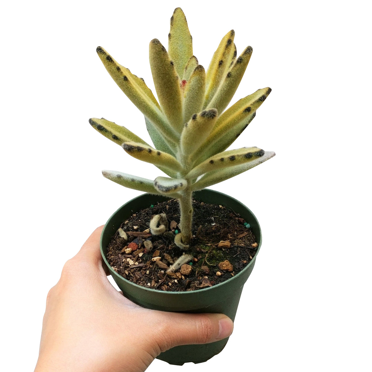 Kalanchoe Tomentosa for sale, indoor succulents, succulents garden, how to grow succulents, succulent care guide, Succulents, Rare succulents, monthly succulents, succulent care, Kalanchoe Tomentosa in California, How to grow Kalanchoe Tomentosa