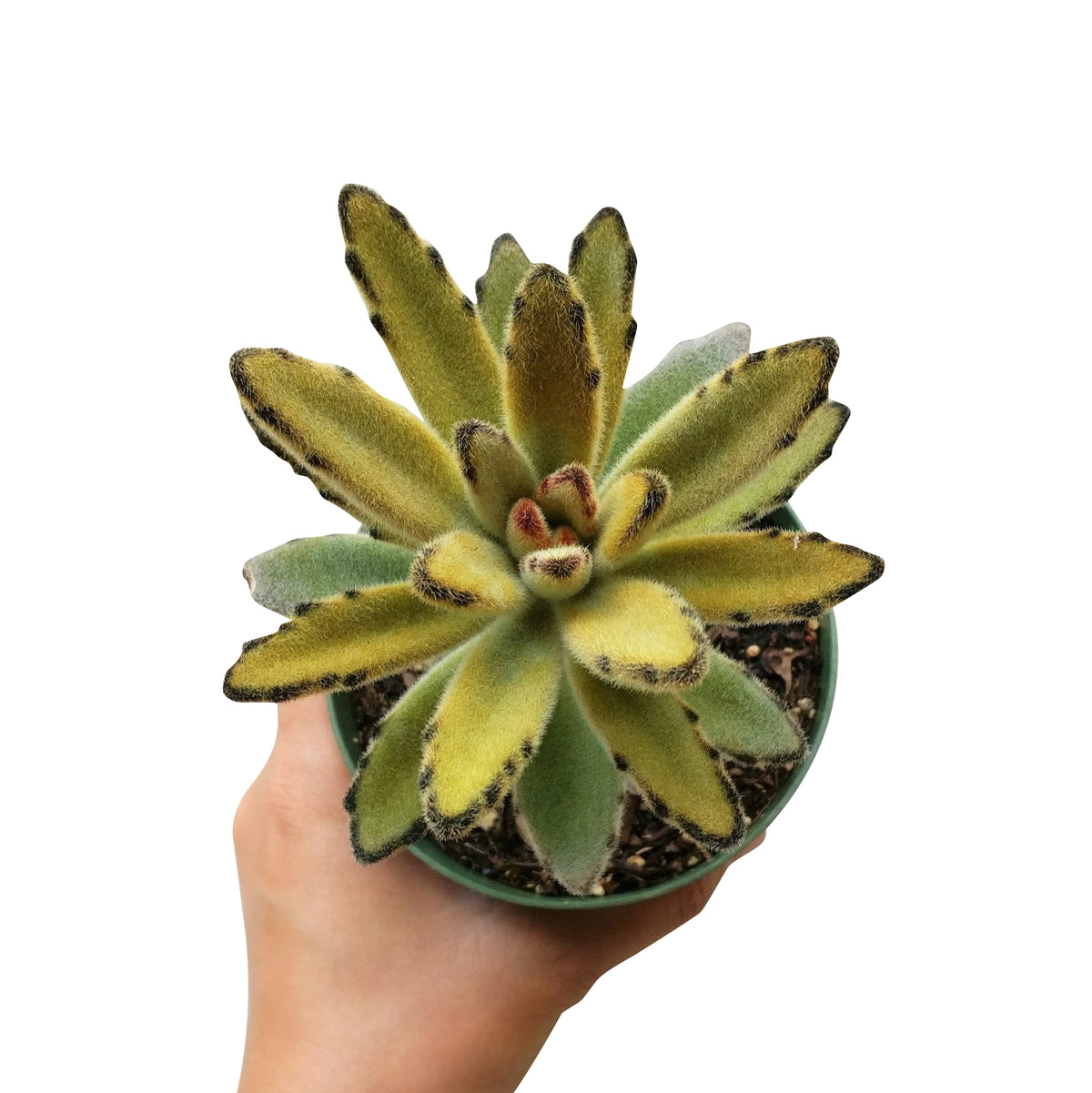 Kalanchoe Tomentosa for sale, indoor succulents, succulents garden, how to grow succulents, succulent care guide, Succulents, Rare succulents, monthly succulents, succulent care, Kalanchoe Tomentosa in California, How to grow Kalanchoe Tomentosa