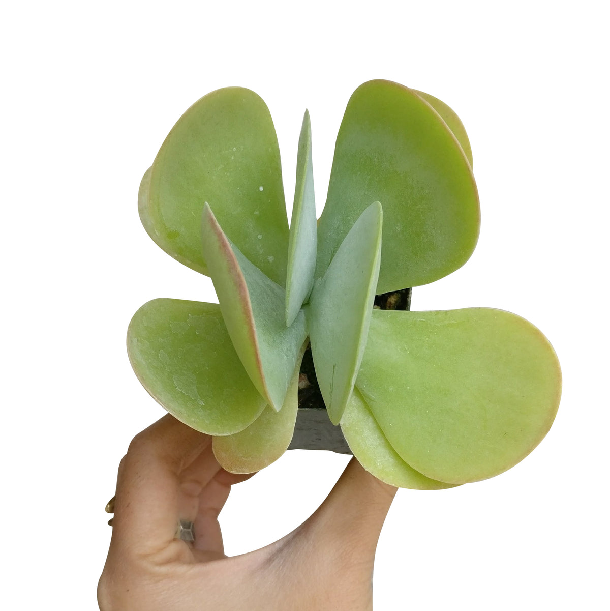 Kalanchoe Flapjacks for sale, succulents shop in California, Succulents shop near me, succulents store in CA, succulent care tips, indoor succulents, how to grow succulents, Rare succulents, succulent subscription, Kalanchoe Flapjacks in California, How to grow Kalanchoe Flapjacks