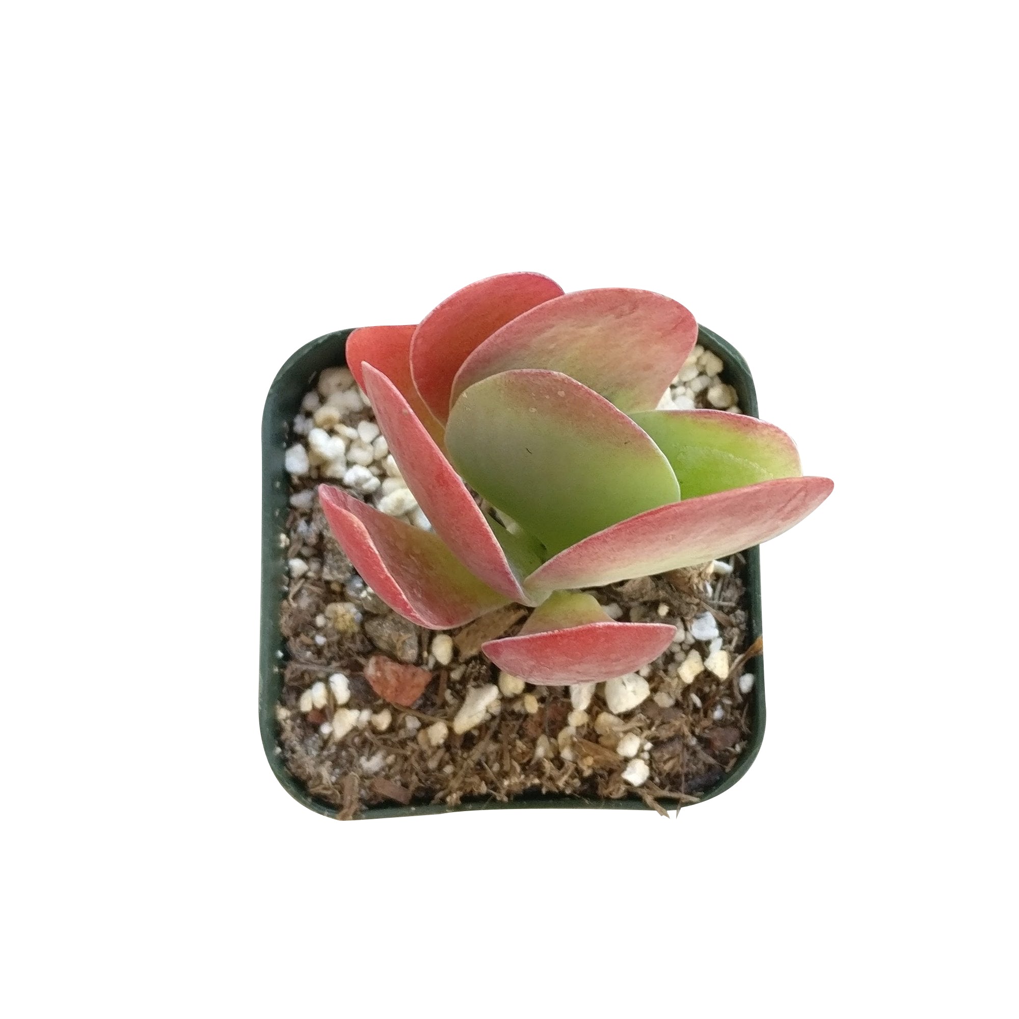 flapjack succulent size Kalanchoe Flapjacks Succulent - Live Indoor Plant For Sale
