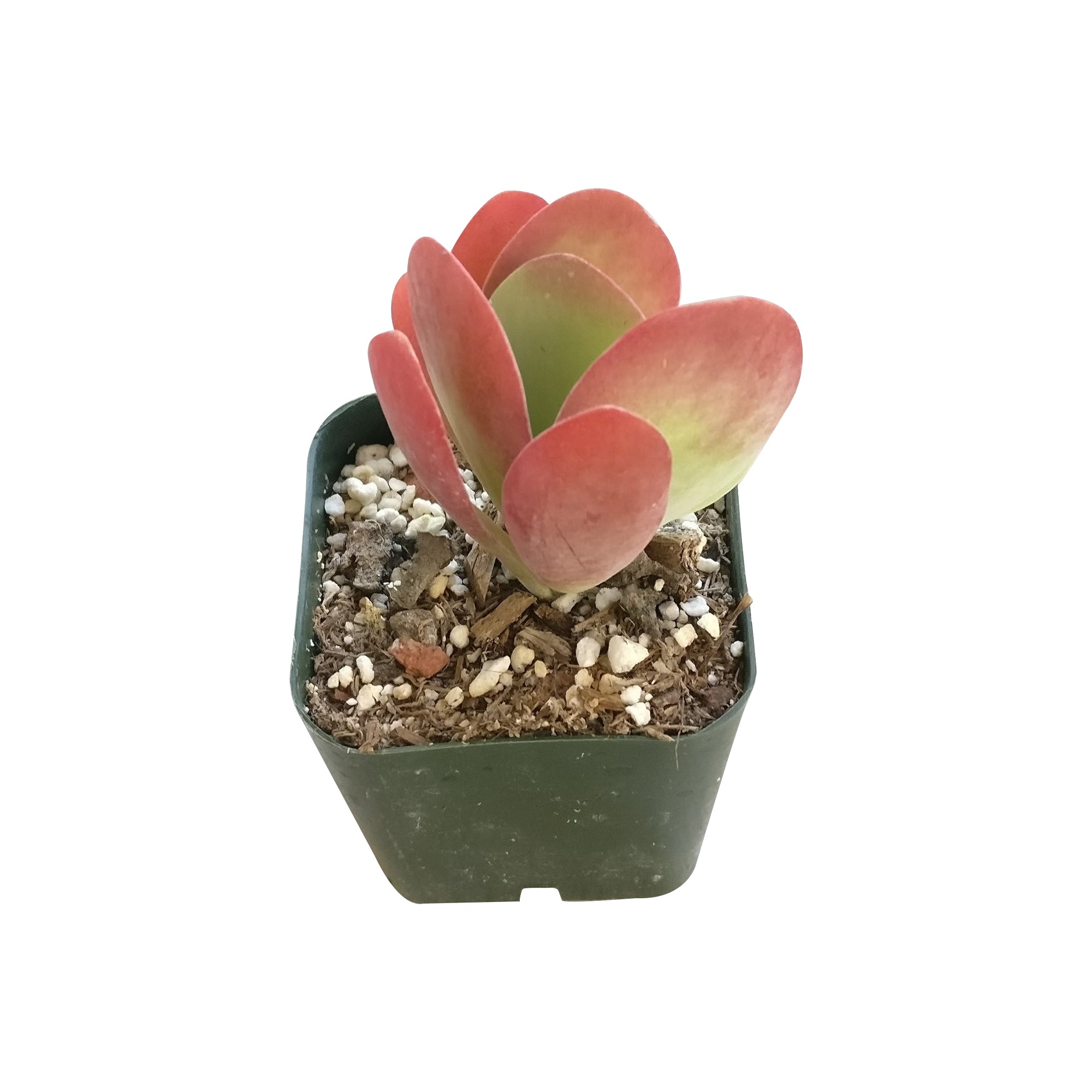 flapjack plant indoors Kalanchoe Flapjacks Succulent - Live Indoor Plant For Sale