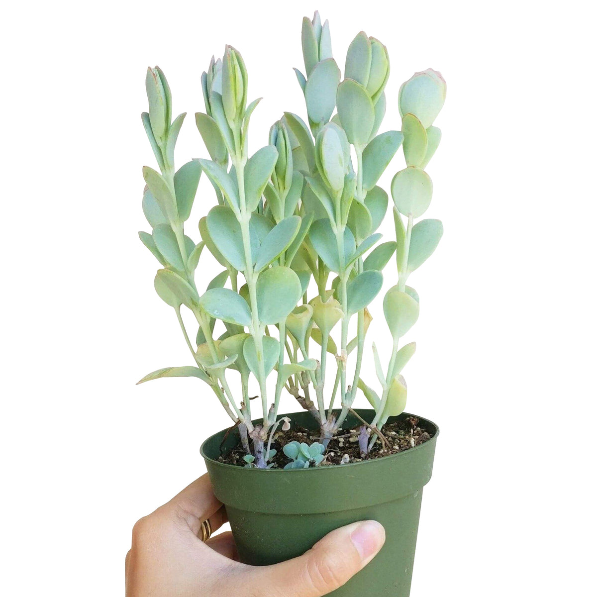 Kalanchoe Panamensis for sale, indoor succulents, succulents store in CA, succulents shop in California, Succulents, cactus, succulent care, succulent care tips, Succulents shop near me, Kalanchoe Panamensis in California, How to grow Kalanchoe Panamensis