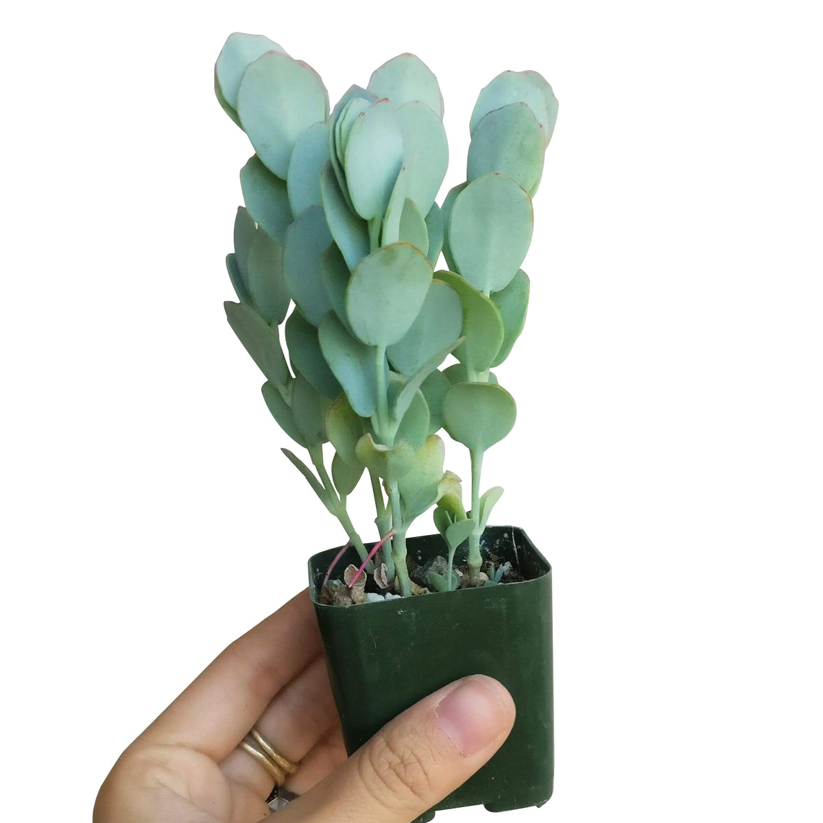 Kalanchoe Panamensis for sale, indoor succulents, succulents store in CA, succulents shop in California, Succulents, cactus, succulent care, succulent care tips, Succulents shop near me, Kalanchoe Panamensis in California, How to grow Kalanchoe Panamensis