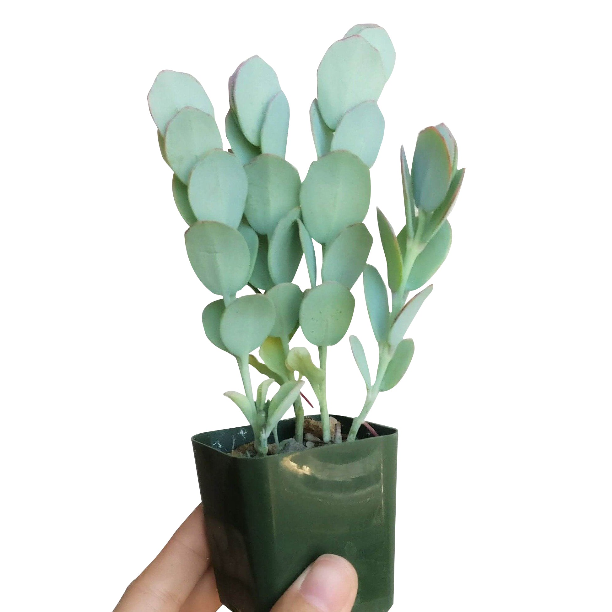 panamensis succulent Kalanchoe Panamensis Kalanchoe Marnieriana