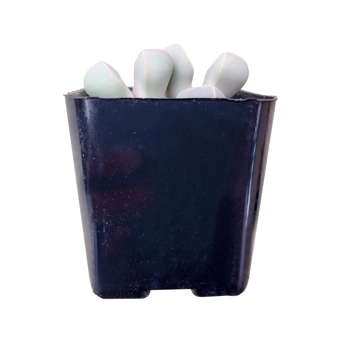 Lapidaria margaretae for sale, succulent plant, succulent care, succulent subscription, Rare succulents, monthly succulents, how to grow succulents, succulents store in CA, succulents shop in California, Lapidaria margaretae in California, How to grow Lapidaria margaretae, rare succulents, rare succulents for sale, unique succulents, buy succulents online, rare succulent, succulent shop, unusual succulents, succulent store, succulents online 