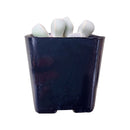 Lapidaria margaretae for sale, succulent plant, succulent care, succulent subscription, Rare succulents, monthly succulents, how to grow succulents, succulents store in CA, succulents shop in California, Lapidaria margaretae in California, How to grow Lapidaria margaretae, rare succulents, rare succulents for sale, unique succulents, buy succulents online, rare succulent, succulent shop, unusual succulents, succulent store, succulents online 