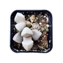 Lapidaria margaretae for sale, succulent plant, succulent care, succulent subscription, Rare succulents, monthly succulents, how to grow succulents, succulents store in CA, succulents shop in California, Lapidaria margaretae in California, How to grow Lapidaria margaretae, rare succulents, rare succulents for sale, unique succulents, buy succulents online, rare succulent, succulent shop, unusual succulents, succulent store, succulents online 
