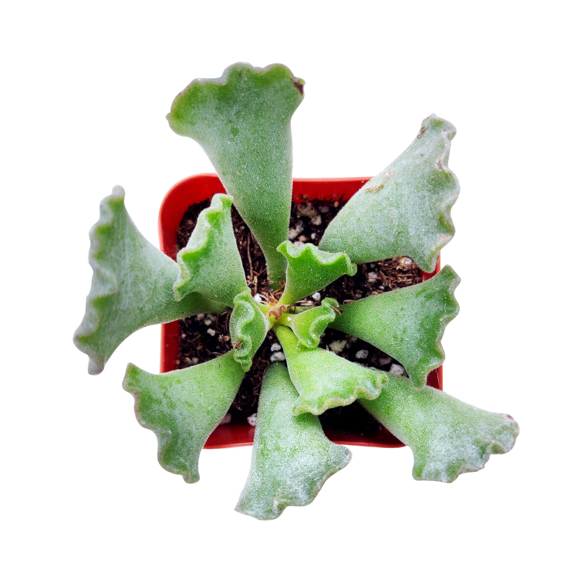 key lime pie plant succulent Key Lime Pie Plant Adromischus Cristatus