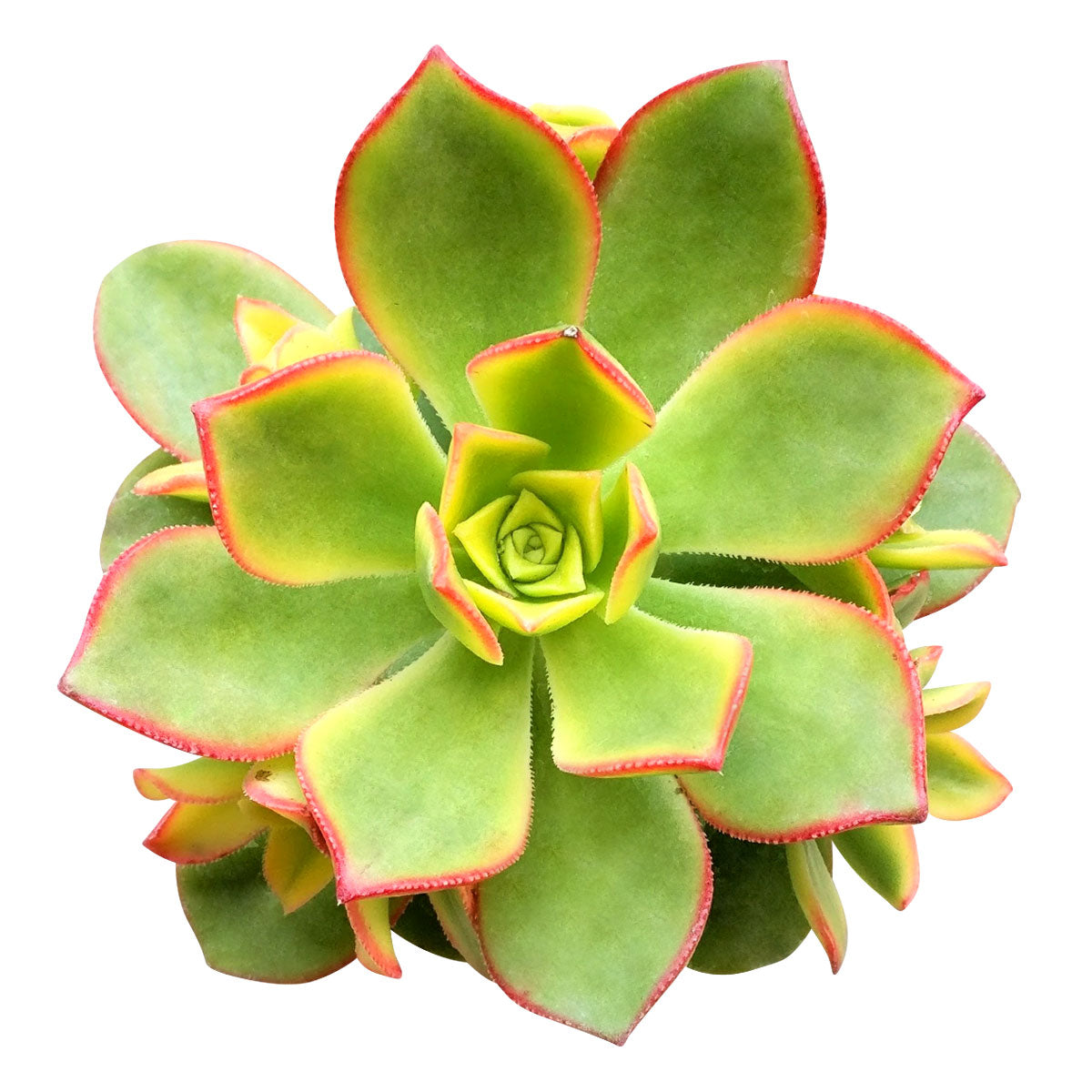 kiwi succulent care Aeonium Kiwi Rare Succulent Aeonium Haworthii Rosette Plant 2 inch / Bamboo Pot by Succulents Box