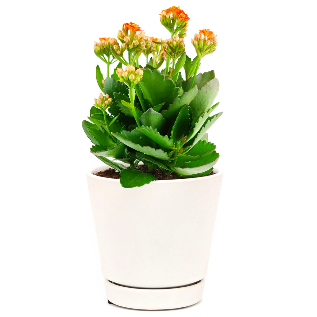 succulent type plant with orange flowers Calandiva Orange: The Easy-Care Houseplant With Beautiful Orange Flowers