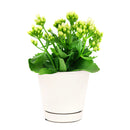 kalanchoe care, calandiva white for sale, calandiva near me, kalachoe calandiva near me, succulents, best succulent gift, best indoor plants, types of houseplants, low light houseplants, easy to grow