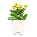 Kalanchoe blossfeldiana Calandiva Yellow, best flowering houseplant, gift plant