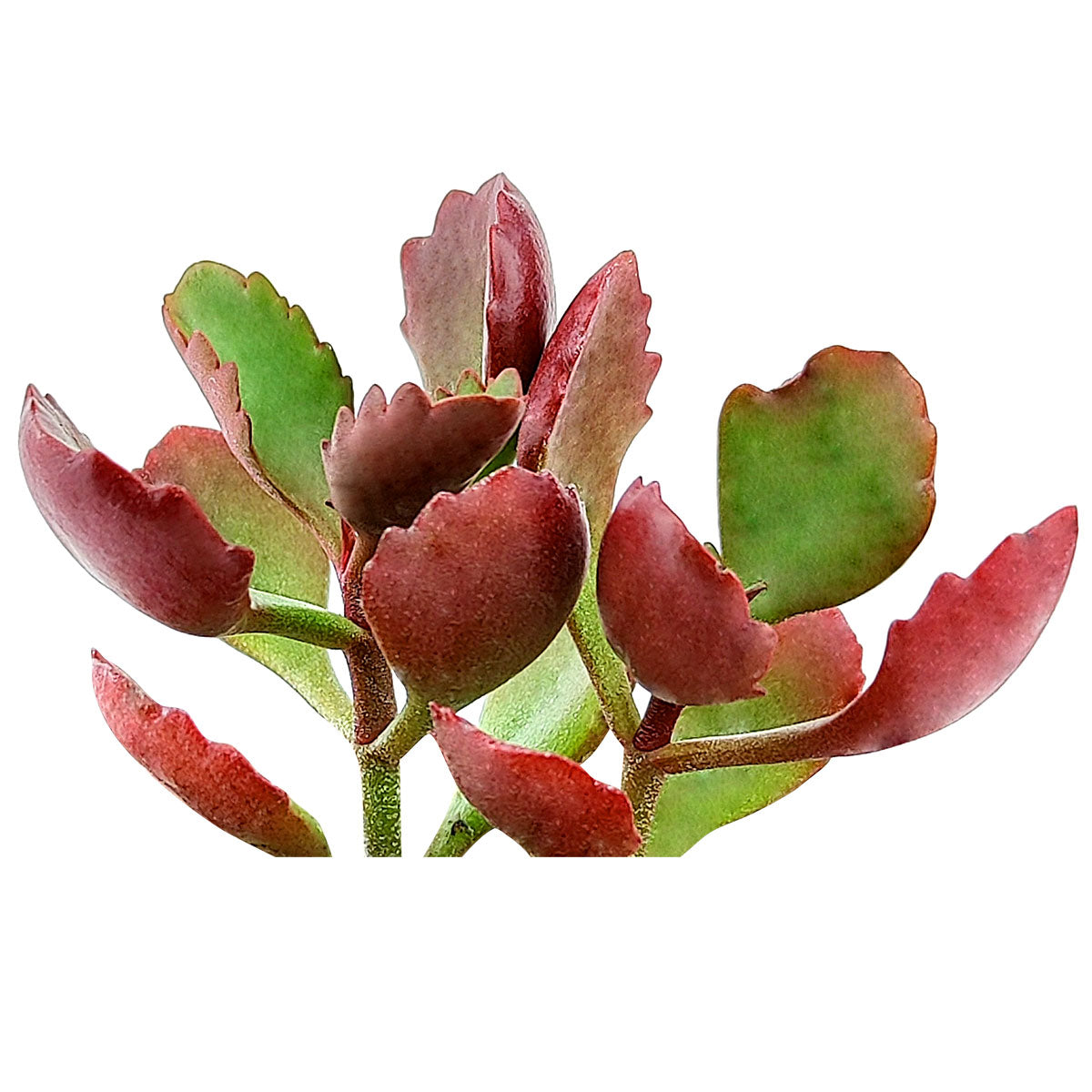succulent six Six Angled Kalanchoe 2 inch / Plastic Pot