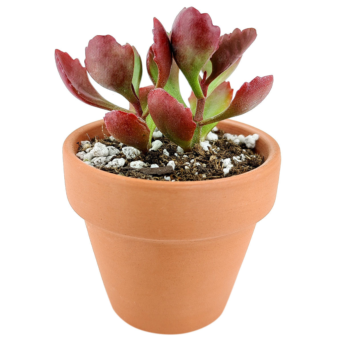 succulent six Six Angled Kalanchoe 2 inch / Plastic Pot
